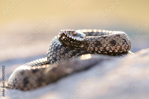 Close-up of a common adder (Vipera berus)