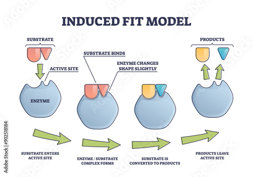 Induced fit model process explanation with enzyme active site and products outline diagram, transparent background. Labeled educational substrate binding steps scheme.