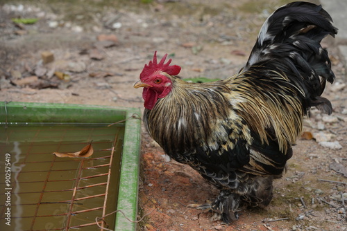 伝統的な放し飼いの養鶏場での雄鶏（コック）は、自然な環境で育てられ、自由に動き回ることができます。このような環境では、雄鶏は健康的な生活を送り、地面をつ peck（つついて）ながら、種子や虫を食べたり、仲間とコミュニケーションを取ったりします。