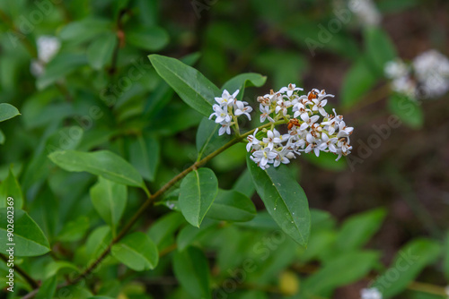 The blossoming bush a privet ordinary Ligustrum vulgare