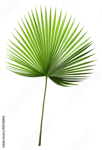 PNG Chinese Fan Palm plant green leaf.