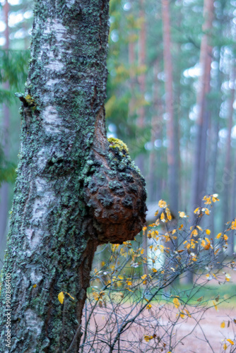 masers are growths of various shapes on tree trunks, a large maser on a birch trunk