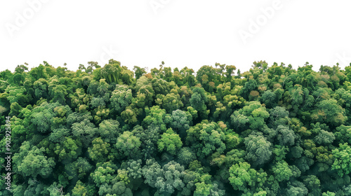 una foresta lussureggiante con una varietà di alberi e piante verdi. La vegetazione è fitta e rigogliosa, creando un ambiente naturale e sereno. Su sfondo trasparente, cut-out.