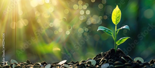 A plant emerging from coins against a blurry green backdrop with ample copy space for illustrating growth and savings concepts