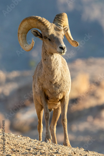 Desert Bighorn Ram Hemenway Park Boulder City, Nevada