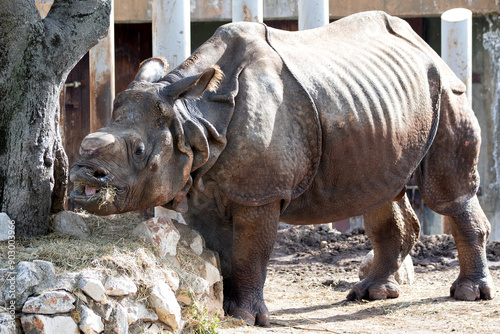 Indian Rhino (Rhinoceros unicornis) in the Indian Subcontinent