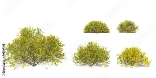 set of Dorniger ginster plant on transparent background, 3D rendering