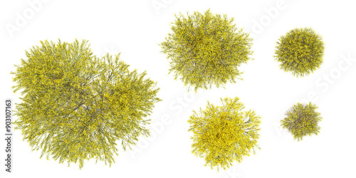 set of Dorniger ginster plant on transparent background, 3D rendering from top view