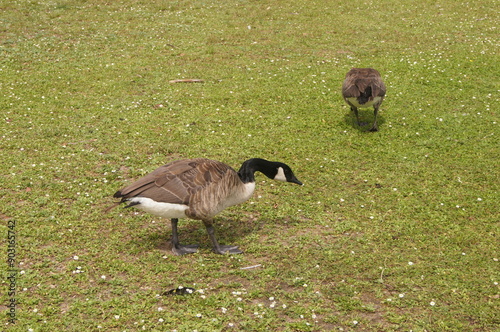 Patos