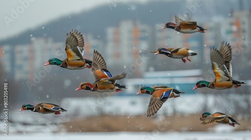 Mandarin ducks return to vladivostok amid winter snow