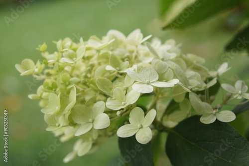 Hortensienblüten