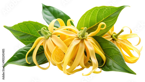 Ylang-Ylang flowers and leaves isolated on white transparent background, cut out png element. Cananga odorata plant. Ylang-Ylang blossom