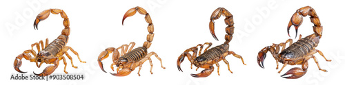 Four Scorpions on White Transparent Background