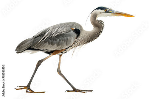 Great Blue Heron isolated