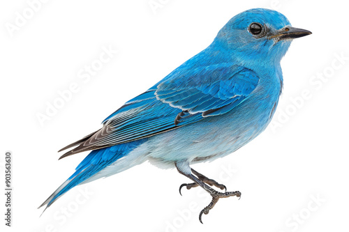 Bluebird isolated