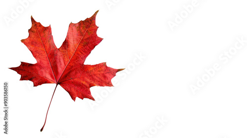 Maple autumn fall leaf on transparent background