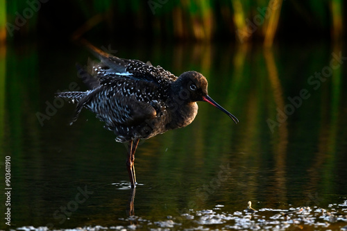 Dunkelwasserläufer // Spotted redshank (Tringa erythropus)