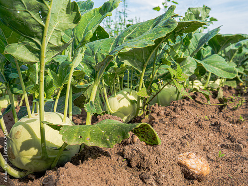 Savoy cabbage thrives in the summer sun, its crinkled, dark green leaves soaking up the warmth in the field. The rich, fertile soil nurtures its growth, resulting in a robust, nutritious vegetable rea