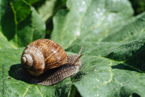 Helix pomatia also Roman snail, Burgundy snail, edible snail or escargot. Snail Muller gliding on the wet leaves. Large white mollusk snails with brown striped shell, crawling on vegetables.