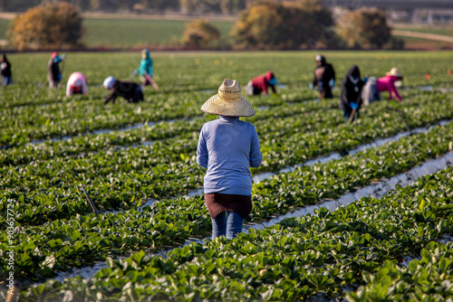 Woman farm worker in large straw hat standing in strawberry field with other farms workers and rows of strawberry plants in background