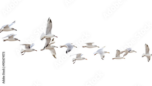 Flock of seagulls isolated on a transparent background, PNG