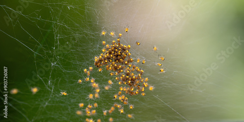 Lots of spider babies in the web