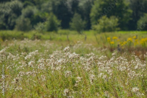 blume, natur, feld, wiese, frühling, gras, sommer, landschaft, pflanze, aufblühen, flora, blühen