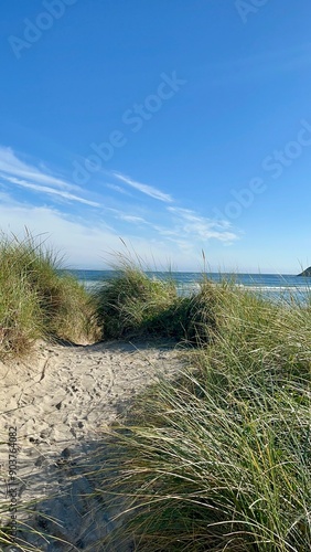 grass on the beach