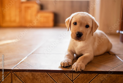 Close-up of a cute puppy on the floor of the house. A cute golden retriever dog in the room