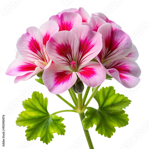 Geranium flower or Pelargonium Graveolens plant isolated on on white transparent background, cut out png element. Pink Geranium flower isolated