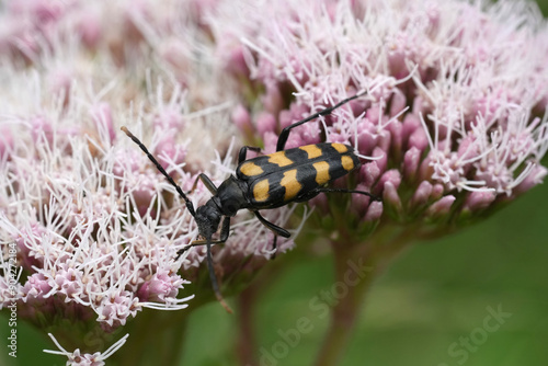 Closeup on the European Four-banded, Longhorn beetle, Leptura quadrifasciata on a pink flowering hemp agrimony