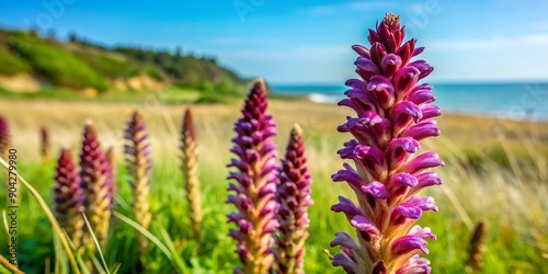 Purple Broomrape Orobanche purpurea rare coastal parasitic plant Norfolk England AI Generative