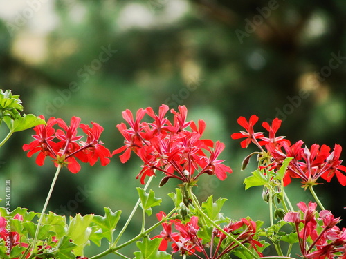 Rośliny ozdobne (pelargonie) 