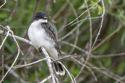 Eastern Kingbird Rests Between Insect Hunts