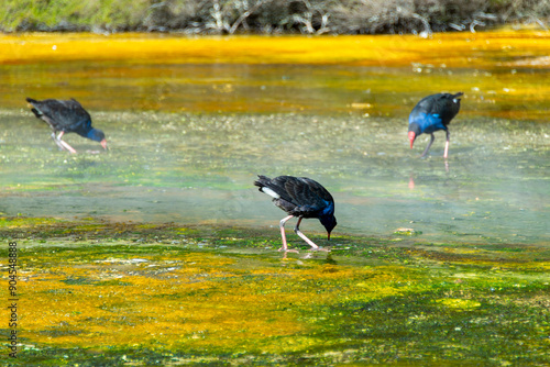 Australasian Swamphen in Geothermal Pool - New Zealand