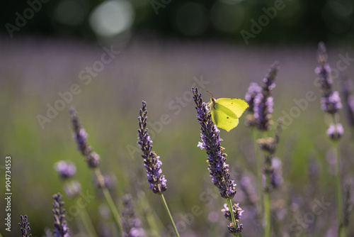 Motyl na kwiatach lawendy. 