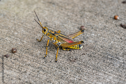 Grasshopper Readying a Jump