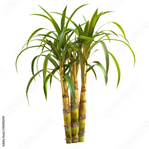 Sugar cane plant in full growth stage isolated on transparent background with clipping path.