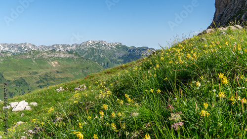 Bunte wilde Blumenwiese in den Allgäuer Alpen