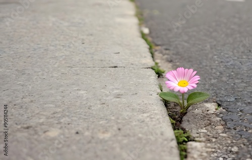 Little cute flower growing up on street crack, concept of maintaining hope in hard times, never give up and take strength when life is difficult with resilience