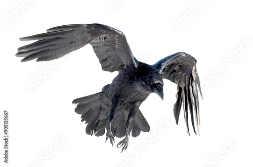 A beautiful raven (Corvus corax) in flight isolated on transparent background