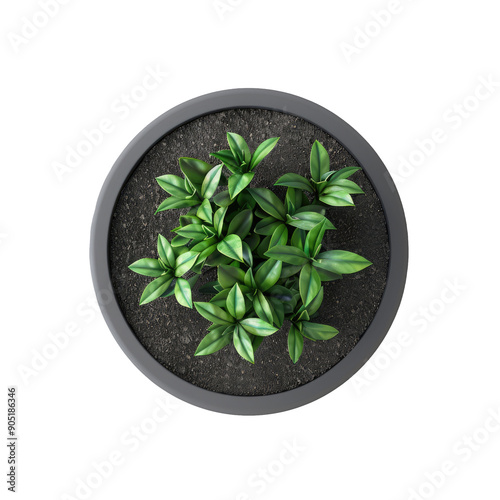 Small plant pot seen from above on a transparent background.