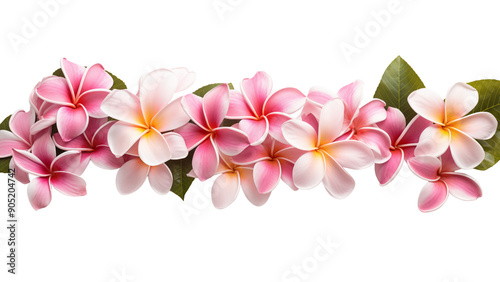 Tropical plumeria flower border clip out. 