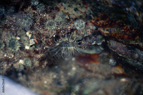 marine biota that lives on corals