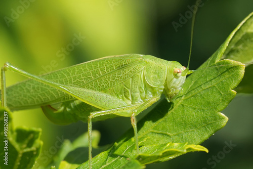 Closeup on an adult imago Mediterranean Katydid , Phaneroptera nana sitting in green vegetation