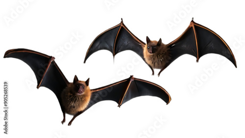 Flying flock of bats isolated on transparent png.