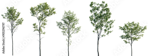 Acer pseudoplatanus, Alnus glutinosa, Ulmus pumila, Castanea sativa, Quercus robur frontal set trees isolated png on a transparent background perfectly cutout 