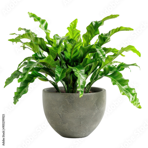 Vibrant green potted plant in a grey textured pot on a white background. Ideal for home decor, indoor gardening, or office spaces.