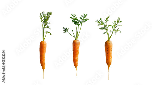 fresh carrot in a row isolated on a transparent background