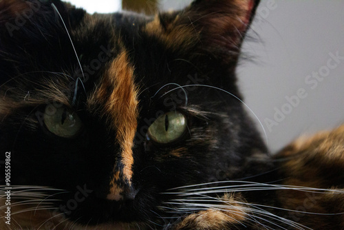 GATO NEGRO CON OJOS VERDES AL ASECHO